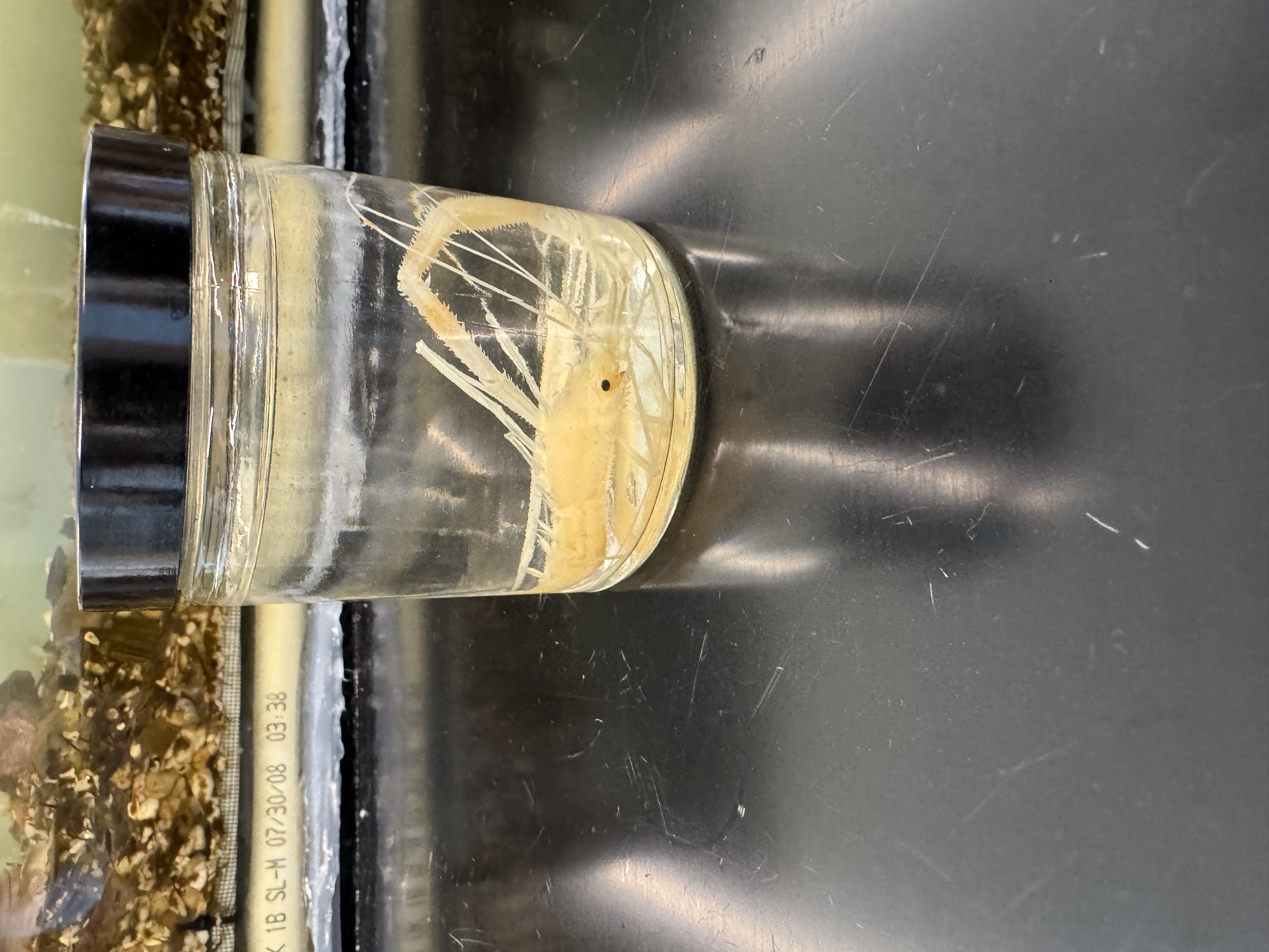 <p>Phylum?</p><p>Subphylum?</p><p>Class?</p><p>Order?</p><p>Suborder?</p><p>Infraorder?</p>