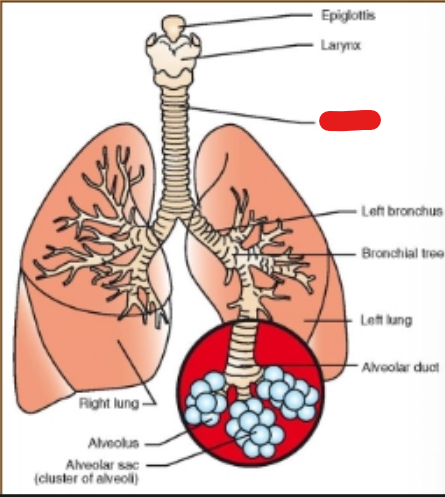 <p>what is it (Respiratory System)</p>