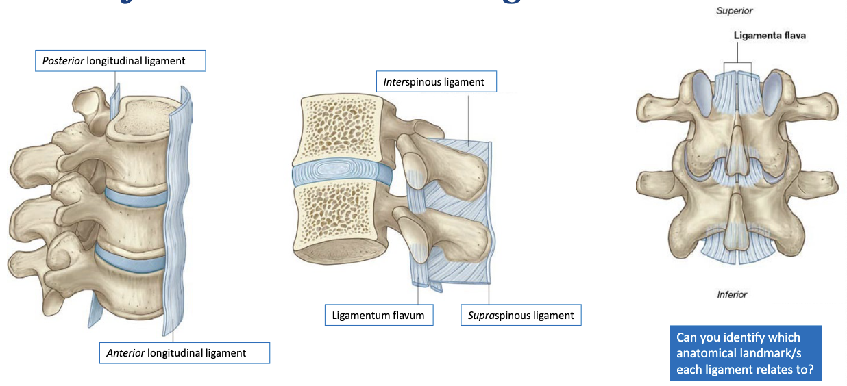 <ol><li><p>anterior longitudinal ligament </p></li><li><p>posterior longitudinal ligament </p></li><li><p>interspinous ligament </p></li><li><p>supraspinous ligament</p></li><li><p>ligamentum flavum </p></li></ol><p></p>