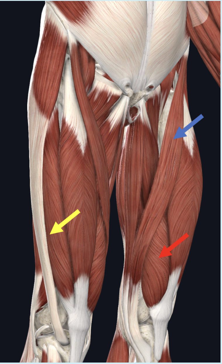 <p><span>Identify the muscle at the tip of the red arrow</span></p>