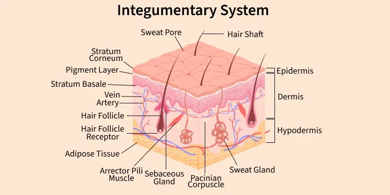 <p>Protects the body from outside harm, stops water loss, and controls temperature.</p><p>Skin (the largest organ), hair, and nails.</p>