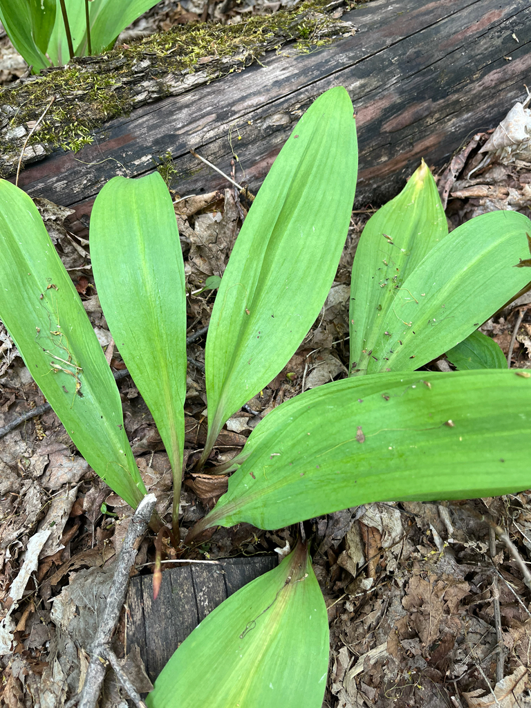 Wild ramps (zhigaagawanzh)
