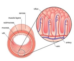 <p>Which level of hierarchy does the cross-section represent</p><p>A. Cell</p><p>B. Tissue</p><p>C. Organ </p><p>D. Organ system</p>