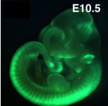 <p>alongside in situ hybridisation another approach is the use of … genes, for example by inserting the … gene into the gene of interest</p>