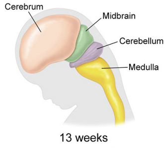 <p>The vesicles fold and the brain begins to take shape </p>