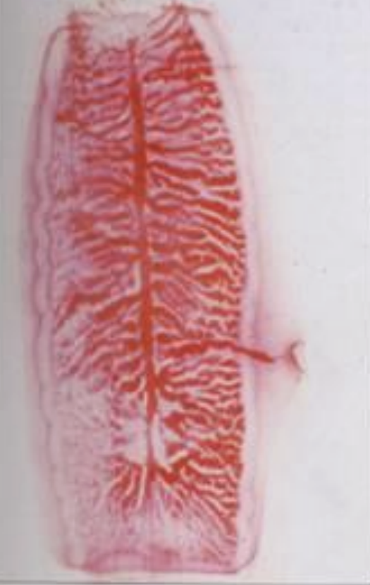 <p>name the species? </p>