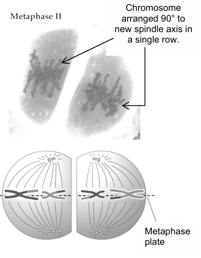 <ol><li><p>spindle fibres attach to the kinetochore at the centromere of the chromosome</p></li><li><p>chromosomes arrange themselves 90° to the new spindle axis in a single row, at the metaphase plate/equator of the cell</p></li></ol><p></p>