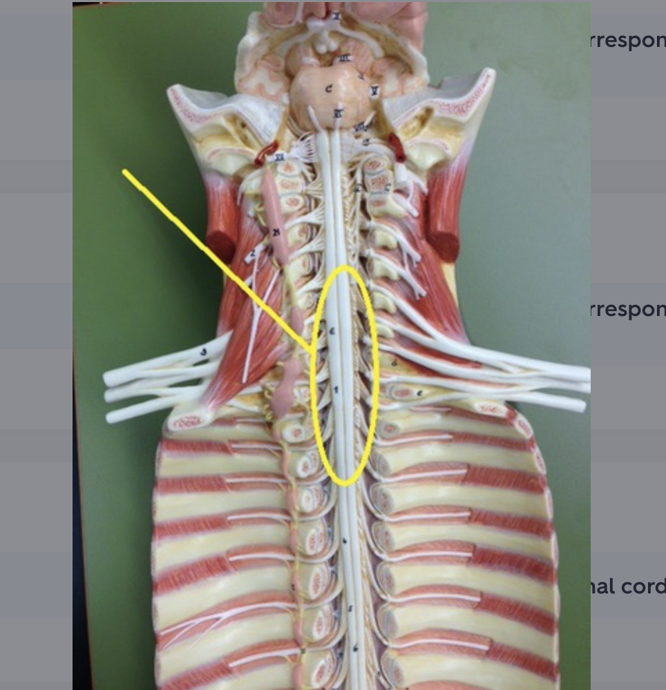 <p>spinal cord region corresponding to upper extremity spinal nerves</p>