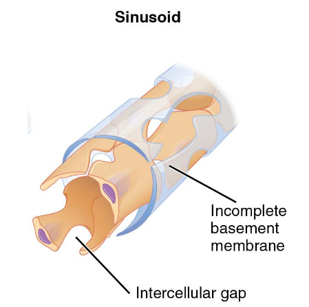<p>liver to filter blood from hepatic portal and such</p><p>spleen to filter systemic blood</p><p>bone marrow for new RBCs </p><p>endocrine organs to filter lymph </p>