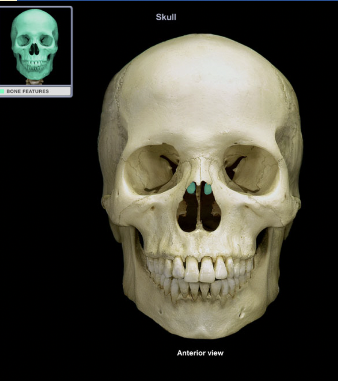 knowt flashcard image
