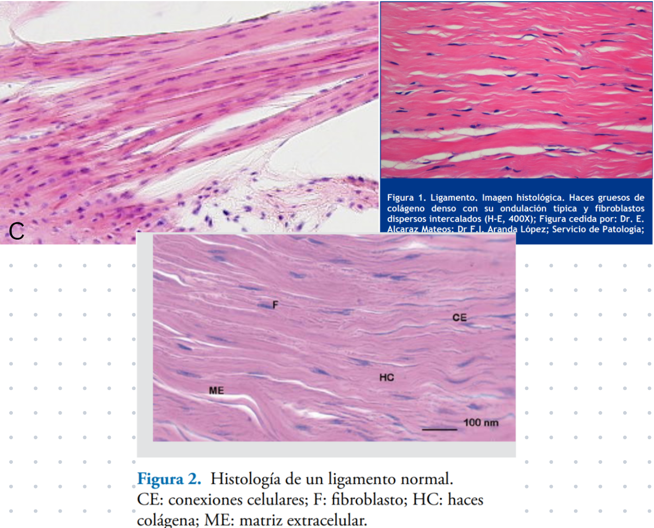 <p><strong>Ligamentos</strong></p>