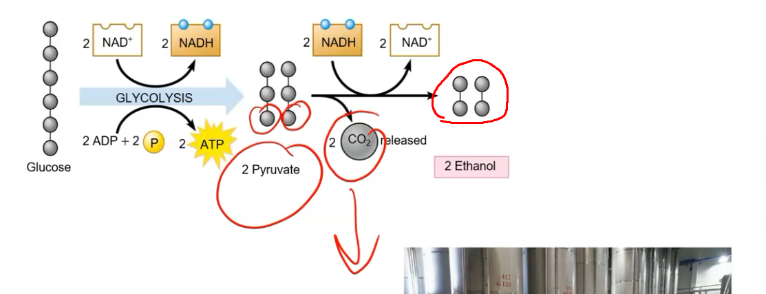 <p>Alcohol (ethanol)</p>