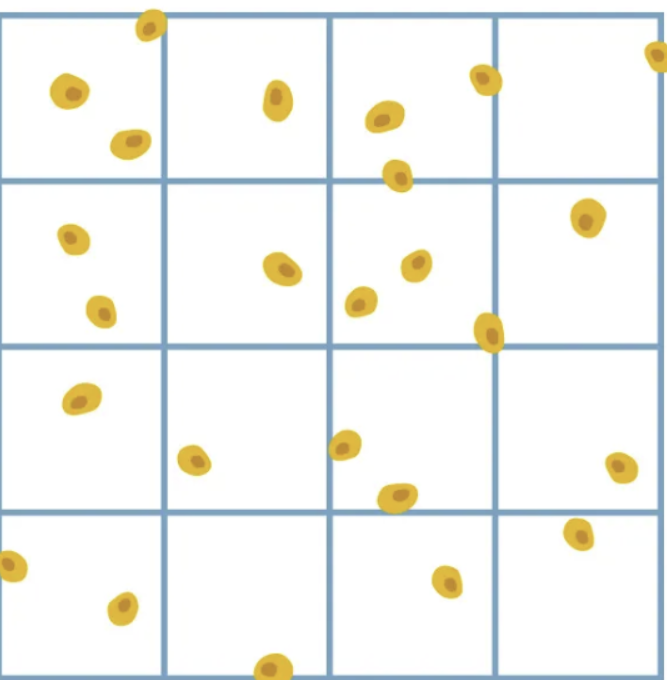 <p>Cells touching which lines are counted? </p><p>a. Top and bottom</p><p>b. Right and bottom</p><p>c. Top and left lines</p><p>d. Right and left lines</p>