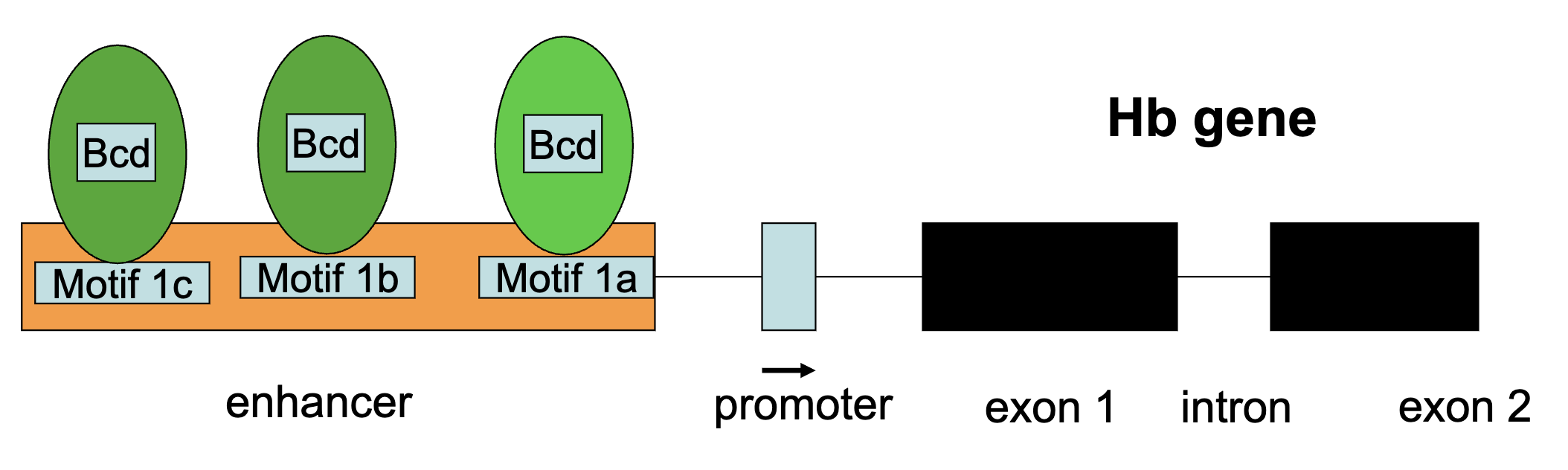 <ul><li><p>maternal Bcd protein activates zygotic <em>hb+</em> transcription</p></li><li><p>Bicoid protein bidns to specific cis-acting sequences (9 bps in length) in the enhancer region of the <em>hb</em> gene</p></li><li><p><em>Hb-Z</em> gene is transcribed in the syncytial blastoderm only by nuclei having Bcd transcription factor in high concentrations</p></li><li><p>higher Bicoid conc = all binding sites are occupied</p></li><li><p>lower Bicoid conc = less likely that all binding sites are occupied</p></li></ul><p></p>