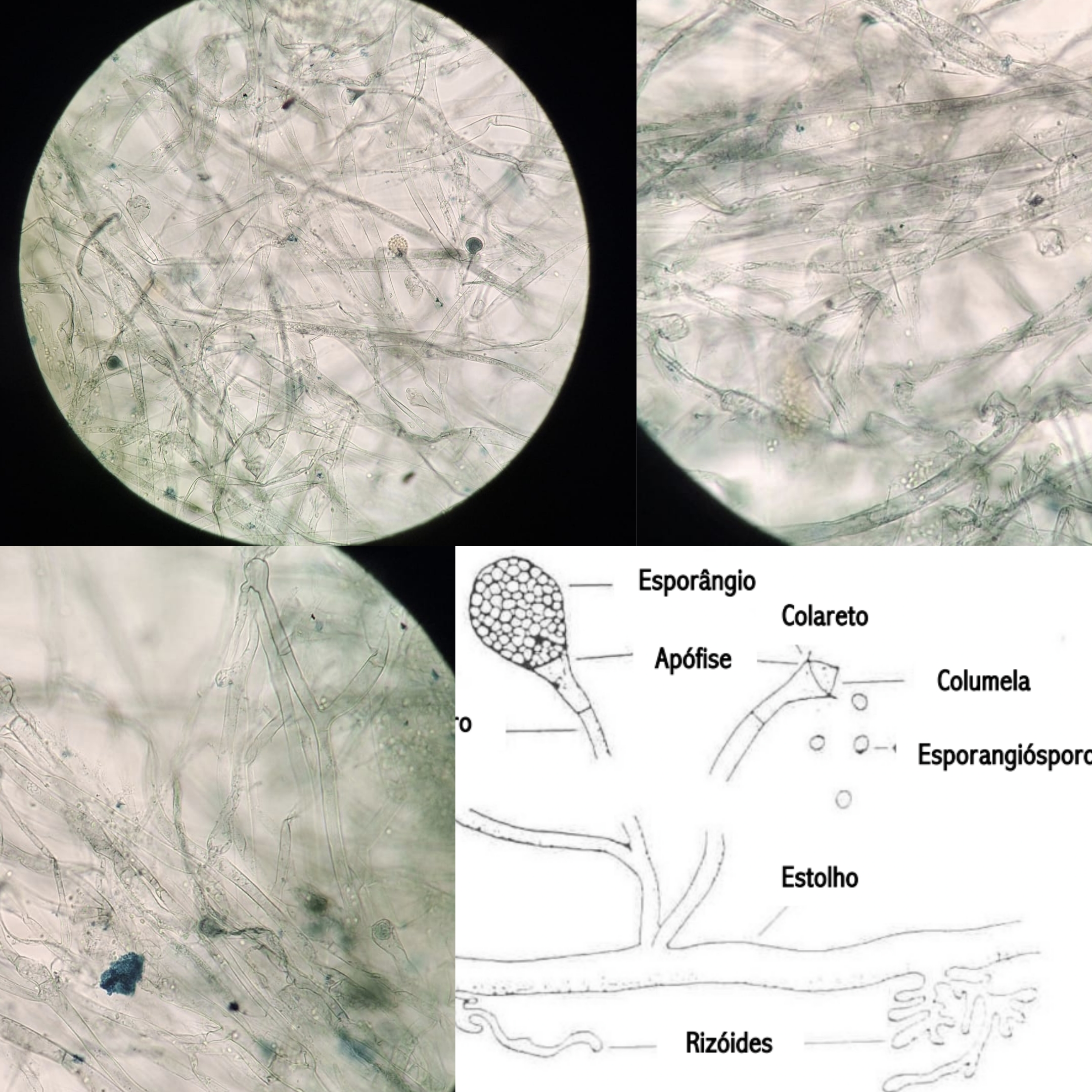 <p>Indica:</p><p class="has-focus">Se é fungo filamentoso inferior ou superior</p><p class="has-focus">O gênero do fungo</p><p class="has-focus">Características que o distingue</p>