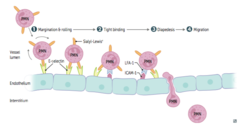 <p>They are initially tethered to endothelial cells, which causes them to slowly roll until they firmly adhere and cross the basement membrane</p>