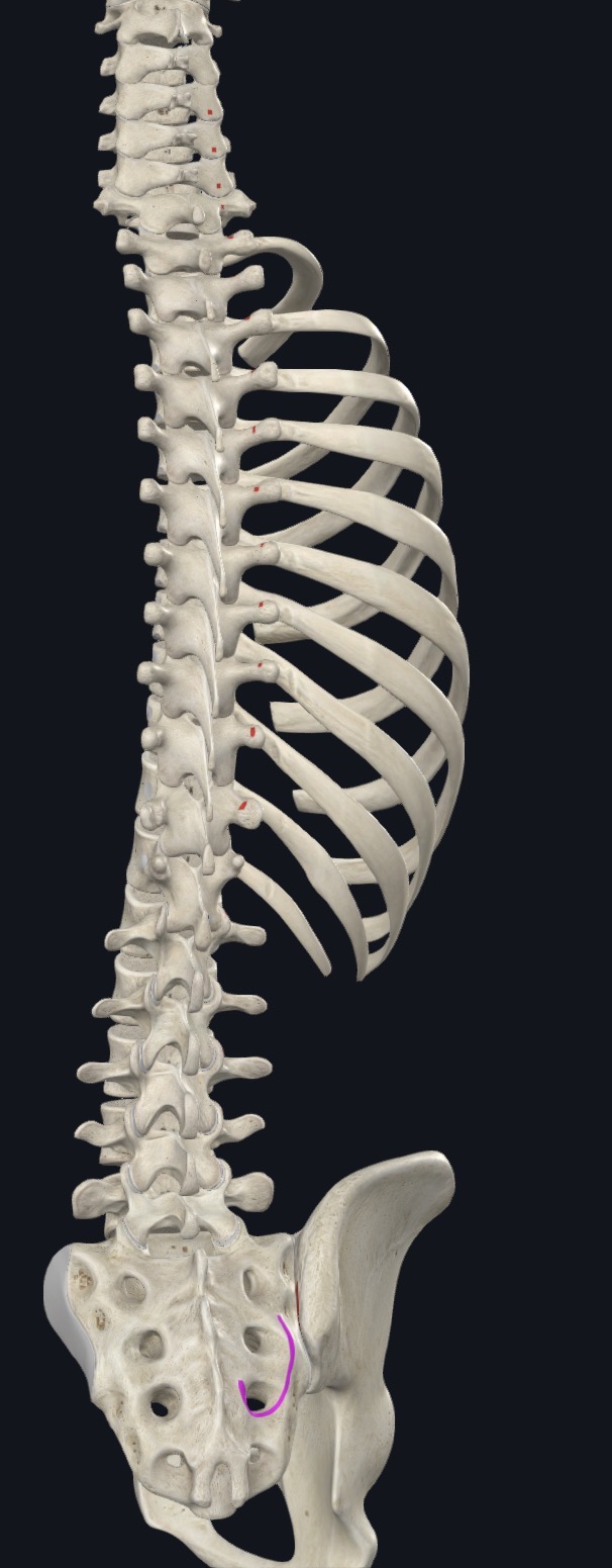 <p>Dorsal surface of sacrum to 4th foramen, aponeurosis of ES, PSIS, posterior SI ligaments, mammillary processes of L/S, TPs T1-T12, articular process C4-C7</p>