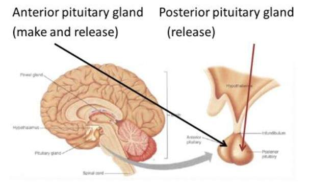 <p>Pituitary gland </p>