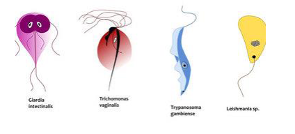 <p>Protozoan Parasites</p>