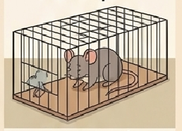 <p>ser atrapado, ser agarrado</p>