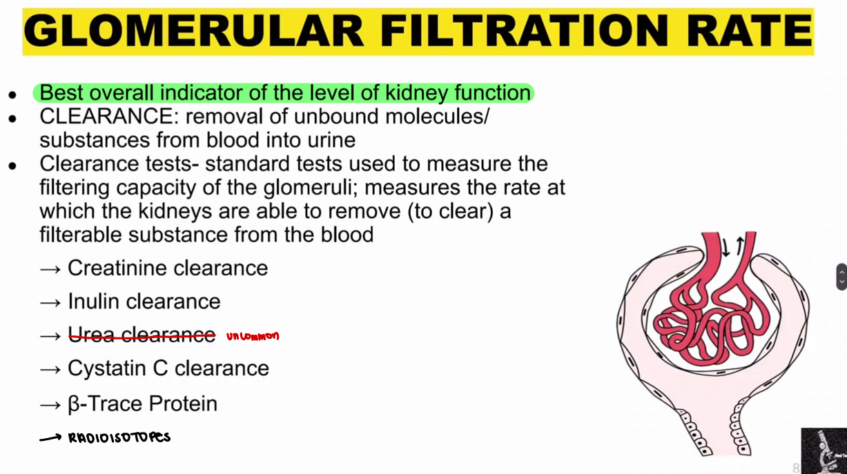<p><span style="color: red;"><strong>Glomerular Filtration Rate </strong></span><strong>(Clearance Tests)</strong></p>