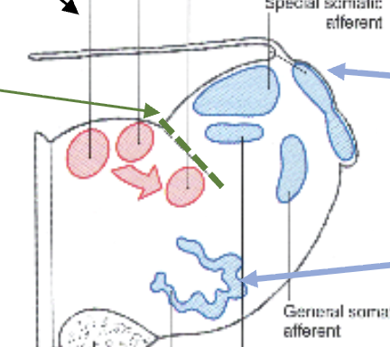<p>labeled mature medulla (myelencephalon diff)</p>