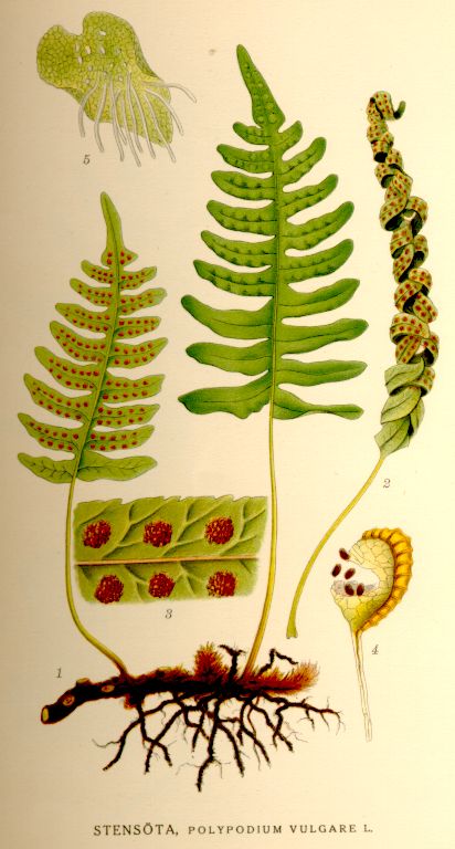 <p>راسته : Polypldiales</p><p>سه تیره مهم : <span style="color: green;">Peteridaceae</span>, ۱.</p><p>یک جنس پتریداسه معروف : <span style="color: green;">پرسیاووشان</span> با پهنک بادبزنی و هاگ های چهاروجهی</p><p>کاربرد دارویی پرسیاووشان : استخراج نرم کننده برای بیماری های سینه از اندام های هوایی تولید کننده موسیلاژ</p><p>۲. <span style="color: red;">Dryopteridaceae</span> (هاگدان ها روی گلبرگ)</p><p>یک جنس <span style="color: red;">نر</span> : Dryopteris flix-mas دارای مشتقات فلوروگلوسینول</p><p>اندام دارویی : ریزوم</p><p>کاربرد دارویی : استفاده از عصاره اتری ریزوم به عنوان داروی ضد کرم، خصوصا ضد تنیا در پزشکی و دامپزشکی</p><p>یک جنس <span style="color: red;">ماده</span> : Athyrium filix</p><p>اندام دارویی : اندام های هوایی گیاه</p><p>کاربرد دارویی : اکسپکتورانت و ملین</p><p>۳. <span style="color: blue;">Polypodiaceae</span></p><p>گیاه <span style="color: blue;">بسفایج</span> : یک گونه مهم Polypodium vulgare</p><p>اندام دارویی : ساقه زیر زمینی</p><p>کاربرد دارویی : مسهل و ازدیاد ترشح صفرا</p><p></p><p>مشخصه ظاهری سرخس ها : دارای ساقه زیرزمینی یا ریزوم</p><p>اندام رویشی : آوند، ساقه، ریشه</p><p>اندام زایشی : هاگدان که هاگ یا اسپور داخلشه</p><p>پورتال : جوانه‌ی هاگ ها که در جای مرطوب قرار گرفته و بافت سبز قلبی شکلی ایجاد کرده-در مرکز اندامک ماده (آرکگون بطری شکل) در حاشیه اندام نر (آنتریدی)</p><p>هاگ در نقاط مختلفی میتواند باشد :</p><p>در سطح پشتی برگ زایا (هاگینه یا سور) = بسفایج، بسپایک یا پلی پودیوم</p><p>در لبه برگ = پرسیاووشان</p><p>Adiantum capillus-veneris</p><p>در محفظه هایی به نام اسپورکارپ = در سرخس‌های آبی</p>