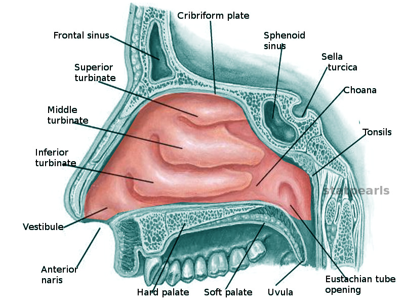 <p><span>Openings to the pharynx</span></p>