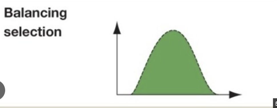 <p><span style="background-color: transparent;">keeps multiple versions of a gene active in a population in two main ways. This happens when heterozygote advantage and frequency-dependent selection stops any single trait from taking over completely.</span></p>