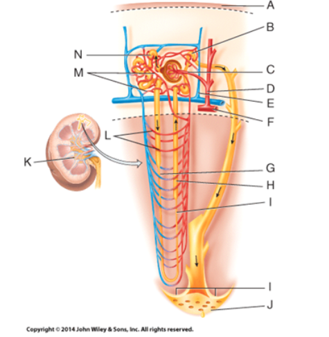 <p>Which vessel in the diagram is the cortical radiate vein?</p><p>a) C </p><p>b) D </p><p>c) E </p><p>d) F </p><p>e) L</p>