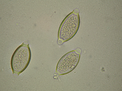 <p>What organism is this?</p>