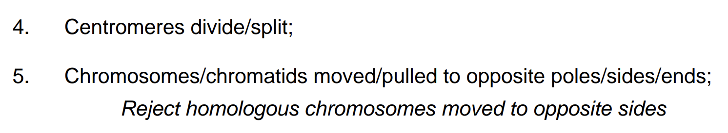 <ul><li><p>centromeres divide</p></li><li><p>sister chromatids pulled to opposite poles of cell</p></li><li><p>spindle fibres shorten (/prophase/metaphase)</p></li></ul><p></p>