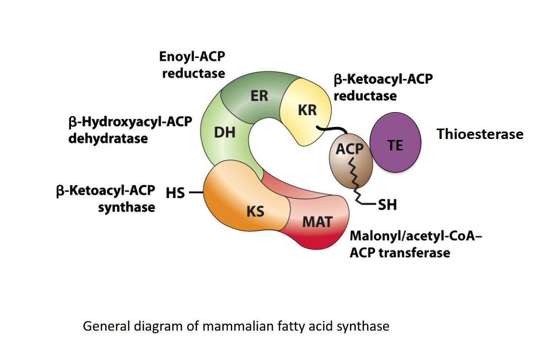 <p>Performs mammal FA synthesis, single polypeptide with 7 functional domains and 2 key thiol centres </p><p>ALL Acetyl and Malonyl groups loaded onto ACP domain first </p>