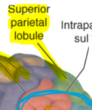 <p>Superior parietal lobule</p>