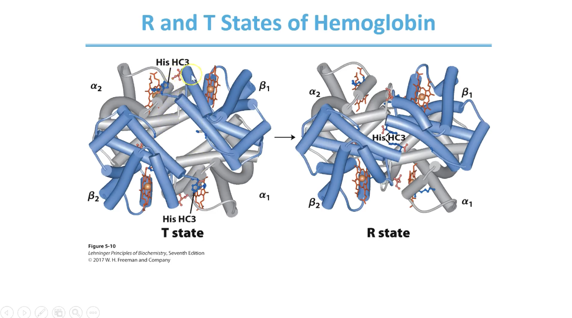 <p>salt bridge interactions stabilise the T state</p><ul><li><p>O2 binding destabilises these salt bridge interactions and allows transition to R state</p></li></ul><p></p>