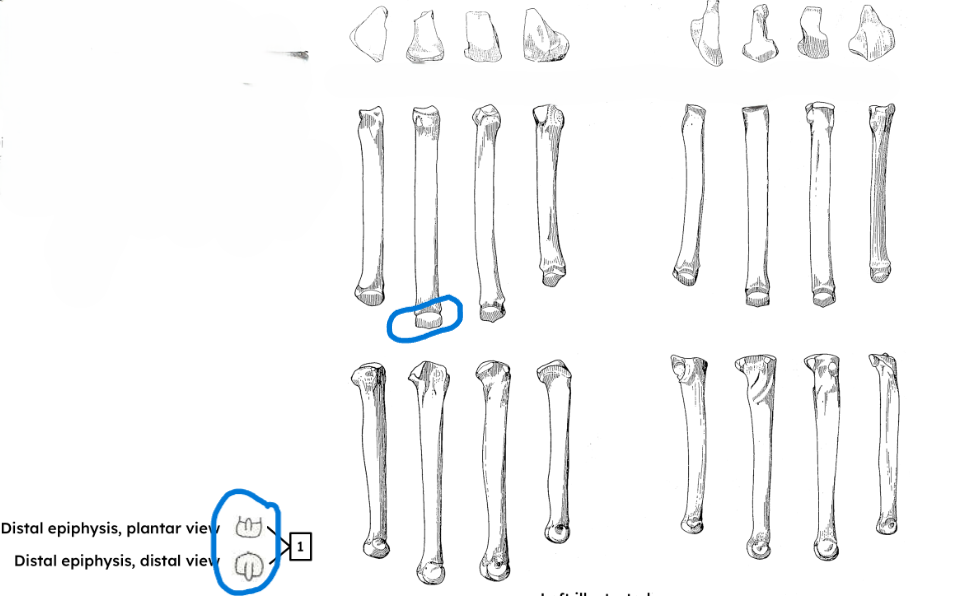 <ul><li><p>single condyle </p></li><li><p>one-sided ridge on condyle </p></li></ul><p></p><p>dog metapodials </p><p></p>