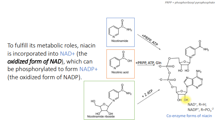 <p>NAD+ (the oxidized form of NAD)</p><p>NADP+ (the oxidized form of NADP)</p>