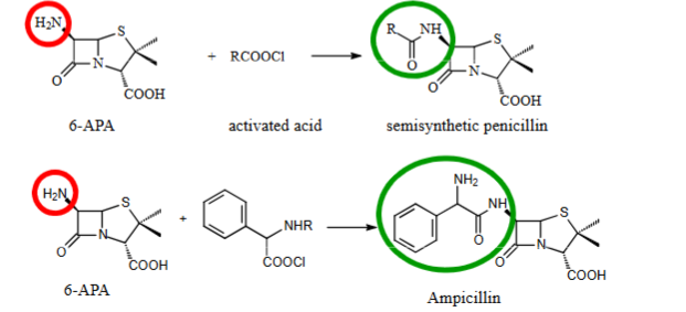 <ul><li><p><span>When starved of phenylacetic acid, Penicillium chrysogenum produces the penicillin nucleus, 6-aminopenicillanic acid (6-APA).</span></p></li><li><p><span>6-APA has little intrinsic activity</span></p></li><li><p><span>6-APA can be converted to an active penicillin by reaction with an activated acid (e.g. acyl chloride)</span></p></li><li><p><span>Can add side chains to make new antibiotics, that have better properties (Amp is stable in GI, large doses ok, slow metabolism, absorbs well across fat)</span></p></li></ul><p></p>