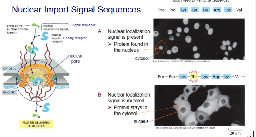 <p>Post-translational. Protein already folded.</p><p>Travel <u>through nuclear pores</u>.</p><p>Protein has <u>nuclear localization signal</u></p>