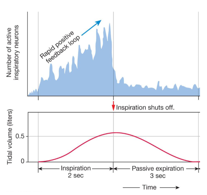 <p>Integrating centers for ventilation: Pons</p>