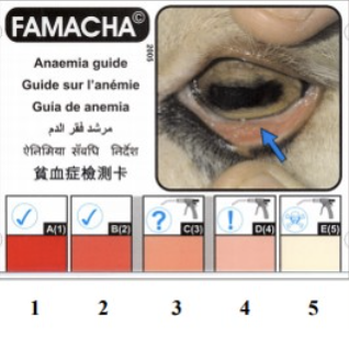 <ul><li><p>look at the coloration around the eyes to determine red blood cell count and presence of internal parasites</p><ul><li><p>Estimates level of anemia by looking at the mucous</p><p>membrane of the eye</p></li></ul></li><li><p>Redder the better (lots of blood cells)</p></li><li><p>know how to FEMCHA score</p></li></ul><div data-youtube-video=""><iframe width="640" height="480" allowfullscreen="true" autoplay="false" disablekbcontrols="false" enableiframeapi="false" endtime="0" ivloadpolicy="0" loop="false" modestbranding="false" origin="" playlist="" rel="1" src="https://www.youtube.com/embed/tXJm_zJ903s?si=3Ut92tgE1XIB2ZEf" start="0"></iframe></div><p></p>