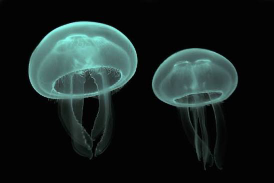 <p>radiata; within phyla of kingdom animalia; coral or jellyfish like; radial symmetry; invertebrates; marine; diploblastic (outer epidermis and inner gastrodermis separated by mesoglea); cnidocytes (specialized cells that sting prey for food or defense); hydrostatic skeleton; gastrovascular cavity; primitive nervous system; 2 major subphyla are distinguished by dominant body forms: anthozoa (like anemone) and medusozoa (like jellyfish); coral, obelia, hydra</p>