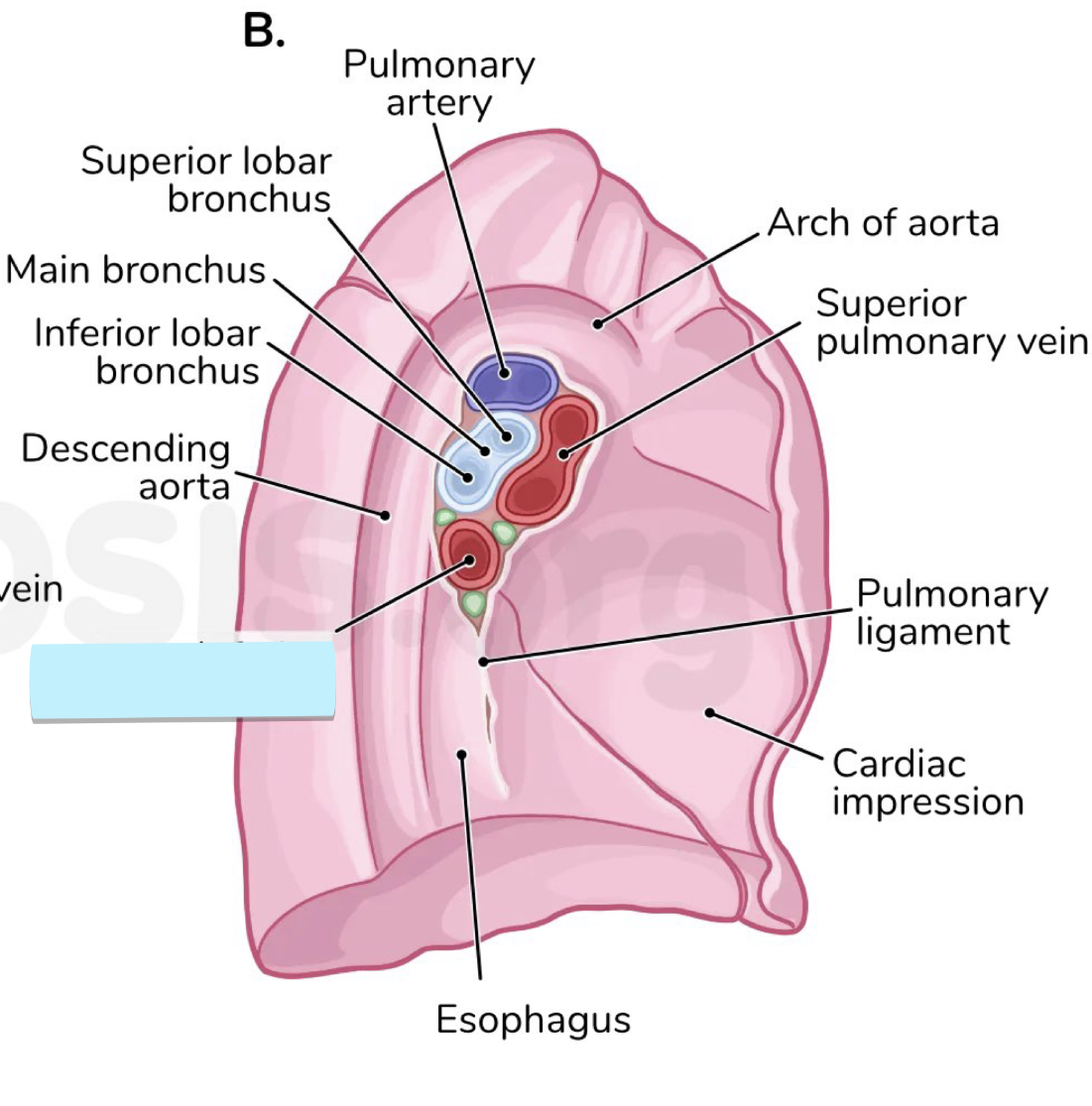 <ul><li><p>structure </p></li></ul><p></p>