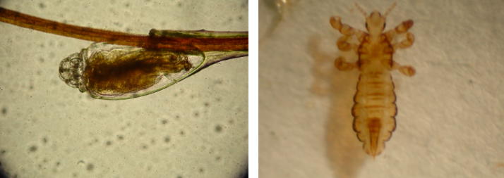 <p>What organism is this?</p>