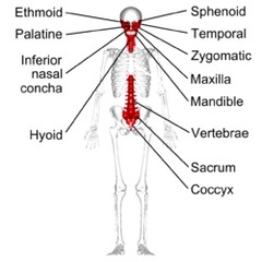 <p>Bones with peculiar shapes, such as vertebrae, facial bones, and pelvic bones.</p>