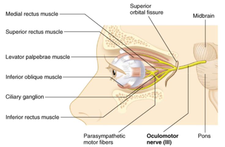 <p>This controls most of the extrinsic muscles that move the eyeball; superior, medial, and inferior rectus muscles. </p>
