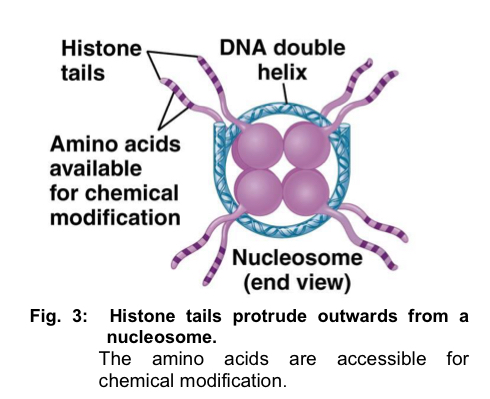 <ul><li><p>the N terminus of each histone in a nucleosome protrudes outwards from the nucleosome</p></li><li><p>for every nucleosome, 8 histone N-termini protrude outwards - protrusions known as <strong>histone tails</strong></p></li></ul><ol><li><p>histone tails are rich in <strong>lysine</strong> residues, which are<strong> positively-charged</strong></p></li><li><p>they interact strongly with the <strong>negatively-charged</strong> phosphate groups of the<strong> DNA backbone </strong>and increase the affinity of DNA for the nucleosome surface (bind more strongly)</p></li></ol><ul><li><p>these histone tails are accessible to various modifying enzymes, which catalyse the <u>addition or removal of specific chemical groups</u></p></li><li><p>these chemical groups <u>alter the tightness of DNA winding</u> around the histone, thus altering the ease of transcription initiation</p></li></ul><p></p><p></p><p></p><p></p>