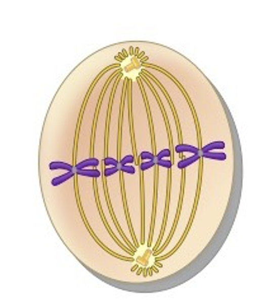 <p>What phase of Mitosis is this?</p>