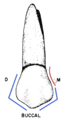 <p>- mesio-occlusal angle is obtuse</p><p>- cervical half is shallow and concave and is a great place for calculus</p>