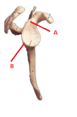 <p>B (ish)</p><p>Prominence inferior to glenoid cavity</p>